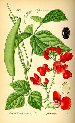 Vuurboon (Phaseolus coccineus)