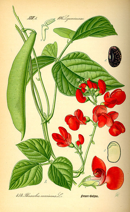 Фасоль рисунок растения. Phaseolus coccineus. Фасоль обыкновенная плод. Фасоль огненно красная Ботанический рисунок. Фасоль остролистная.