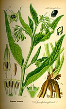 Symphytum officinale