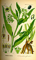 Symphytum officinale plate 483 in: Otto Wilhelm Thomé: Flora von Deutschland, Österreich u.d. Schweiz, Gera (1885)