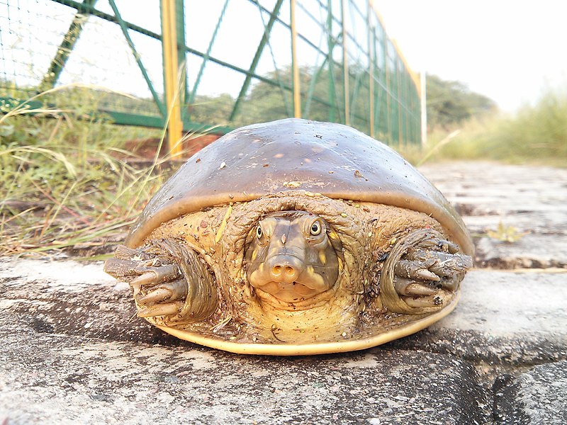 File:Indian Flap-shell turtle.jpg