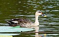 * Nomination Indian spot-billed duck (Anas poecilorhyncha) swimming, Karanji Lake --Tagooty 00:32, 5 December 2023 (UTC) * Promotion  Support Good quality. --Johann Jaritz 04:25, 5 December 2023 (UTC)