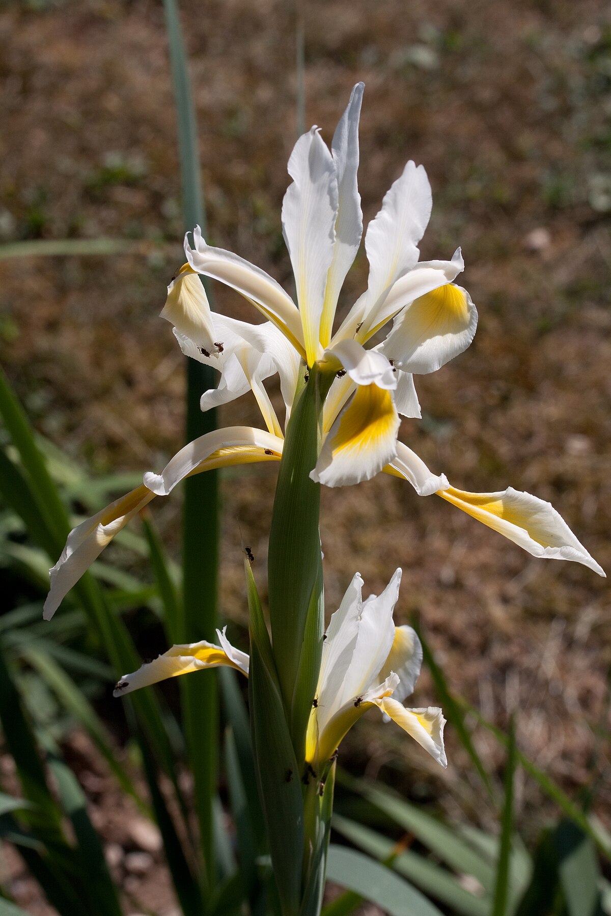 Iris orientalis (ochr.'gigantea')