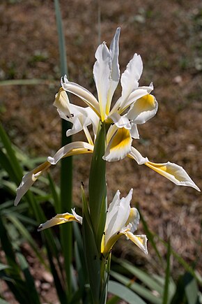 Описание изображения Ирис восточный - Fleurs.jpg.