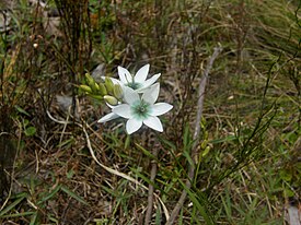 Иксия многоколосковая (Ixia polystachya)