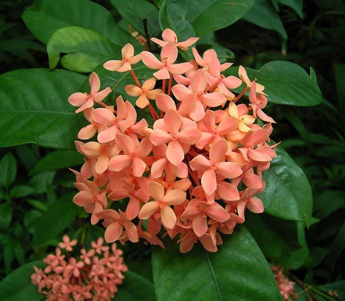 File:Ixora coccinea 1 ies.jpg