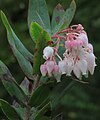 J20160128-0022--Arctostaphylos obispoensis--RPBG (24687435331).jpg