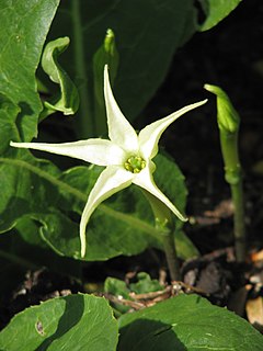 <i>Jaborosa</i> genus of plants