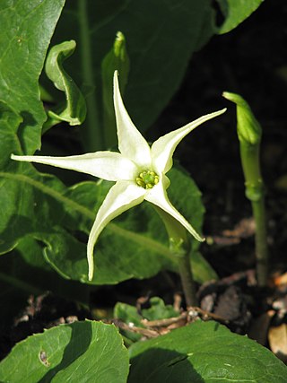 <i>Jaborosa</i> Genus of flowering plants