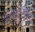 Image 850Jacaranda tree (Jacaranda mimosifolia) in bloom, Miguel Bombarda Avenue, Lisbon, Portugal