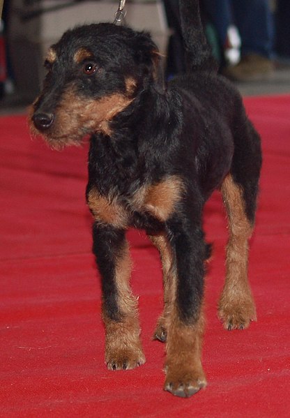 File:Jagdterrier LM.jpg