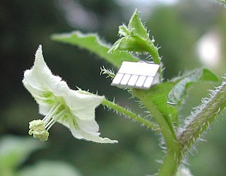 <i>Jaltomata chihuahuensis</i> Species of flowering plant