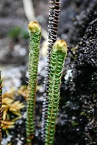 Jamesonia sp. in Paramo de Chirripo, Costa Rica