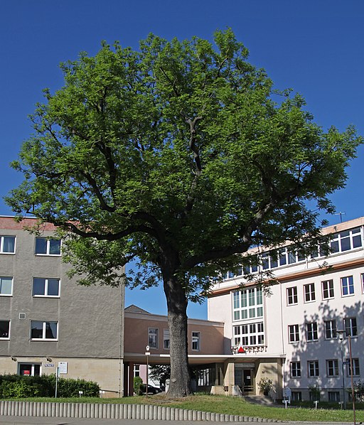 Jena Naturdenkmal Esche Saalbahnhofstr