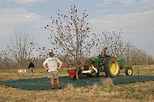 Pecan harvest in Orania. Joubert-oes-pekans-19.jpg