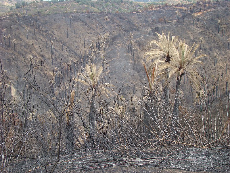 File:Jubaea chilensis - Incendio Palmar El Salto, Viña del Mar, febrero 2012 por Pato Novoa 005.jpg