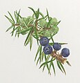 Juniperus communis fruit illustration