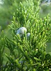 Juniperus virginiana kz05.jpg