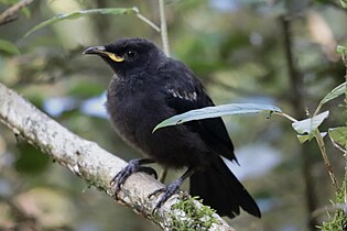 Juvenile tūī