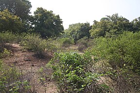 Nazinon (Roter Volta) im Kaboré-Tambi-Nationalpark