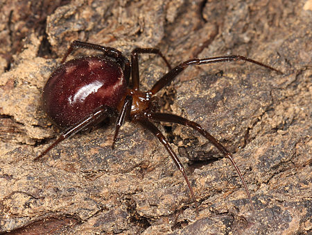 Steatoda grossa obliterata