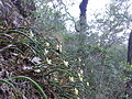 Dendrobium striolatum