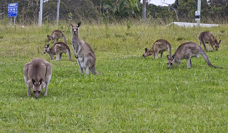 File:Kangaroos close to roadand (3160865485).jpg