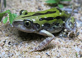 Um indivíduo em Limpopo, na África do Sul