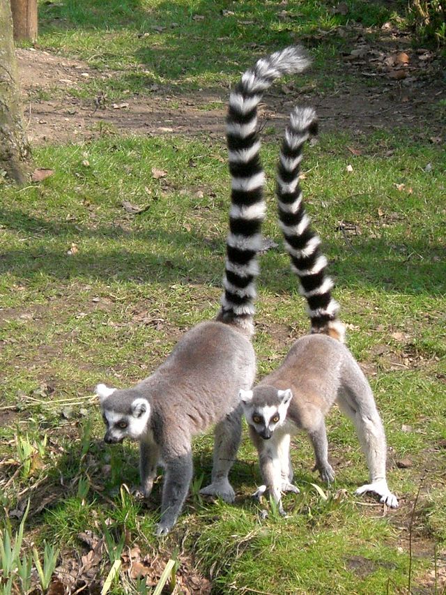 lemur katta