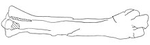 Sketch of the holotype left tarsometatarsus lower leg bone; the upper side is on the left. Kelenken tarsometatarsus.jpg