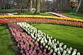 Keukenhof flowers park, Netherlands (32636246364).jpg