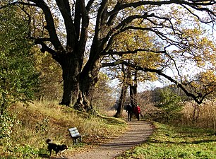 Strandpromenaden vid Kyrkviken med den naturminnesmärkta eken.