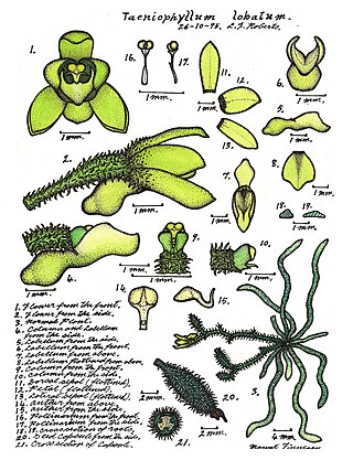 <i>Taeniophyllum lobatum</i> Species of orchid