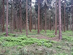 Staatsforst Litteler Fuhrenkamp, Mai 2015