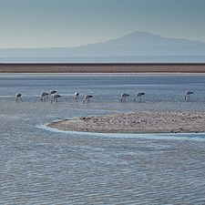 Flamingos