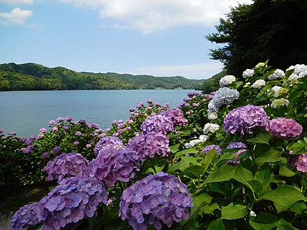 Hydrangeas by Lake Osumi