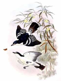 Lalage moesta by John Gould.jpg