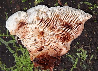 <i>Lamelloporus</i> Genus of fungi