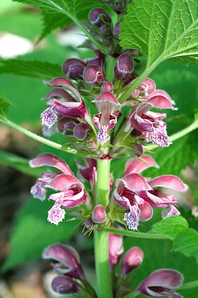 File:Lamium orvala ENBLA03.jpeg