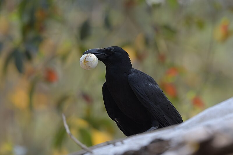 File:Large-billed crow, Satchari National Park.jpg