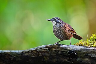 <span class="mw-page-title-main">Large wren-babbler</span> Species of bird