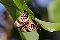 * Nomination Large spotted acraea (Acraea zetes) mating, Gambia --Charlesjsharp 15:14, 7 February 2017 (UTC) * Promotion Good quality. --Jacek Halicki 16:06, 7 February 2017 (UTC)