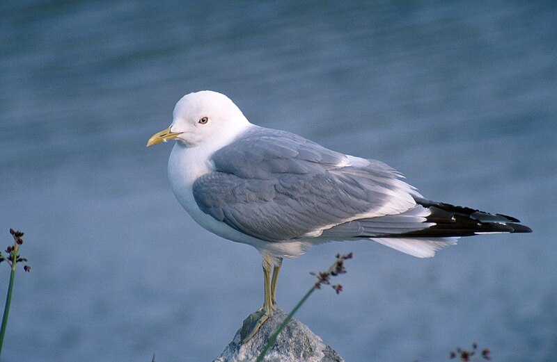 File:Larus brachyrhynchus, Alaska NBII.jpg