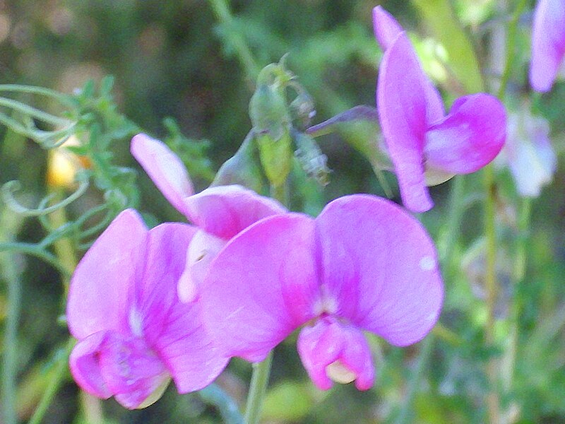 File:Lathyrus latifolius Flores 2011-6-23 SierraMadrona.jpg