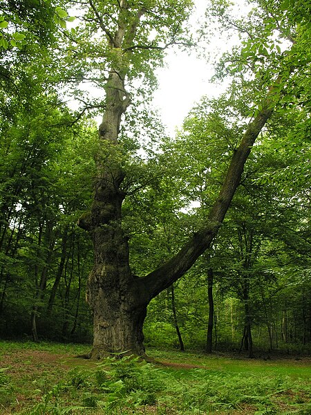 File:Le-Gros-Chene-de-Saint-Jean-aux-Bois.JPG