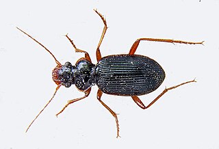 <i>Leistus rufomarginatus</i> Species of beetle