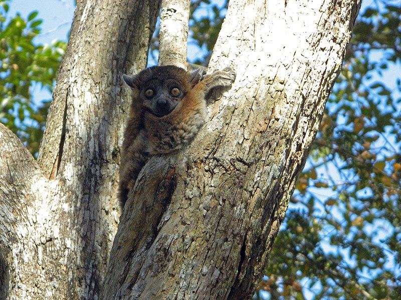 File:Lepilemur hubbardorum 50292670.jpg