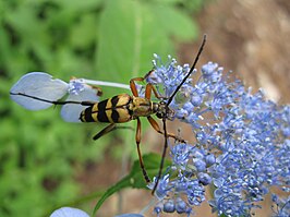 Leptura ochraceofasciata