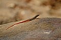 * Nomination: Leschenault's snake-eye (Ophisops leschenaultii) from Hogenakkal forest range, Dharmapuri district, Eastern Ghats --PJeganathan 03:19, 3 July 2017 (UTC) * * Review needed