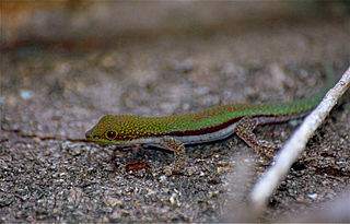 <i>Phelsuma pusilla</i> Species of lizard